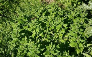 Vi dyrker tetragonia i hagen - New Zealand spinat