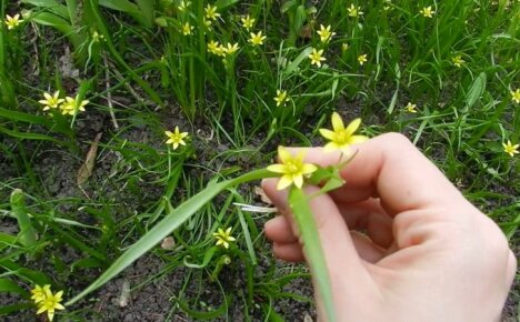 A beautiful but annoying flower - how to get rid of goose onions in the garden
