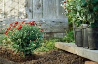 Charmiga krysantemum - plantering och vård på hösten, beskärning