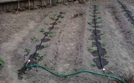 How to make drip irrigation: simple bottle systems and hoses