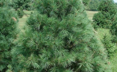 Planting and caring for Weymouth pine for decorating a garden plot