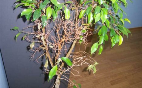 Ficus Benjamin - daun jatuh, apa yang perlu dilakukan dengan masalah ini