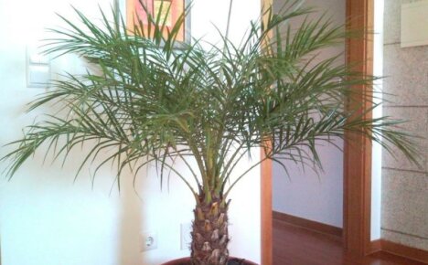 Dateles palma - mājas aprūpe, pieaugušo skaistumu foto
