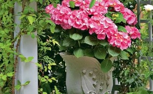 Growing a large-leaved hydrangea in a pot: everything you need to know