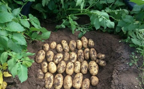 Opis krumpira sorte Koroleva Anna i nijanse uzgoja za bogatu žetvu