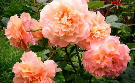 Saksalainen aristokraatti, jolla on englantilaiset juuret - Augusta Louise ruusu, kuva ja kuvaus