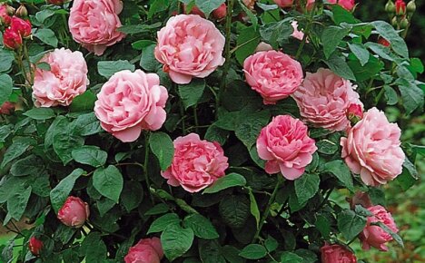 Hogyan nőhet egy angol szépségű rózsa Mary Rose a kertben