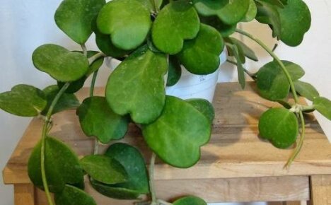 Hoya kerry - et symbol på kjærlighet på vinduskarmen