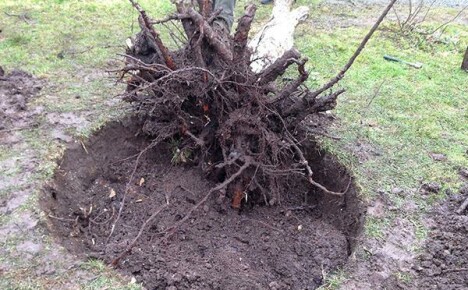 Uprooting tree stumps in efficient ways