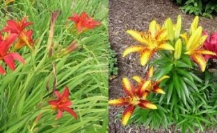 Wie man eine Taglilie von einer Lilie unterscheidet