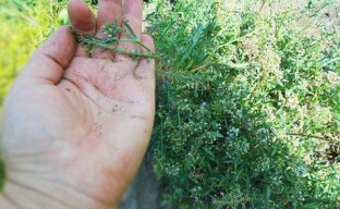 Грижа за алисум след цъфтежа - събиране на семена и подготовка на храсти за зимуване