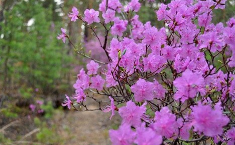 Rhododendron Daursky - decoratie van een zomerhuisje