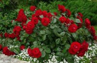 Rosas de polyanthus de semillas: plantación y cuidado.