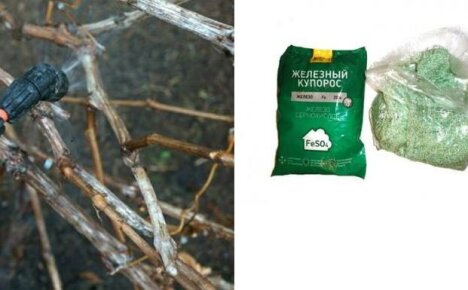 Üçü bir arada: mantarları beslemek, korumak ve yok etmek - üzümleri sonbaharda demir vitriol ile işlemek