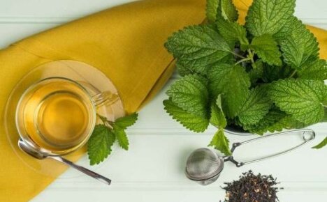 De eigenschappen van citroenmelisse in thee - waarom is een gearomatiseerde drank nuttig?