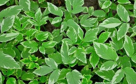 Runny šarenilo - nepretenciozna biljka za ukrašavanje vrtnih travnjaka