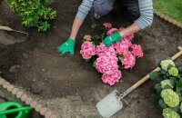 Svieža hortenzia vo vašej záhrade: výber času a miesta výsadby