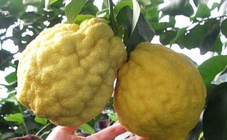 Exotic citron at home: the painstaking process of growing a plant