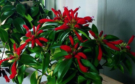 ให้ความสนใจกับ eschinanthus houseplant ที่น่าทึ่ง