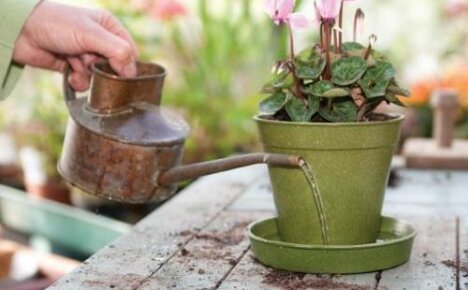 How to water cyclamen: important nuances for flower growers