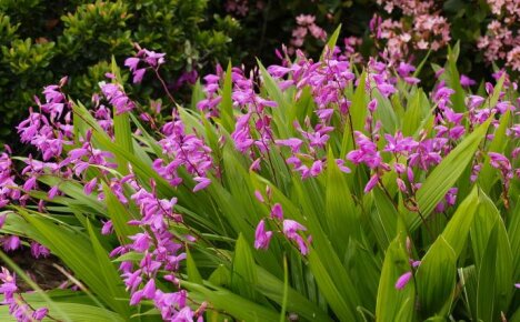 Coltivazione all'aperto di orchidee bletilla: verità o finzione