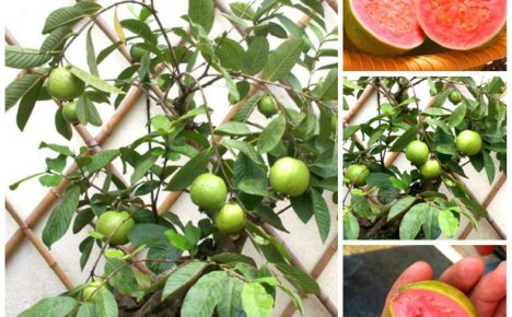 Evde guava nasıl yetiştirilir - Tropicana'yı evcilleştirmek