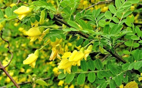 Keltainen akaasiapuu-karagana: kuvaus ja viljelyn piirteet