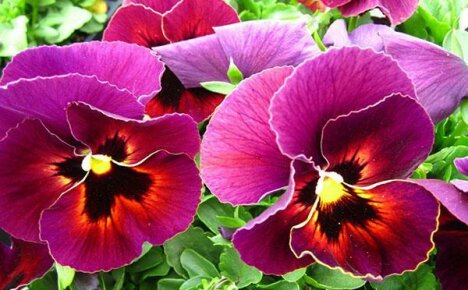Uzgajanje viole - omiljeni Josephinein cvijet