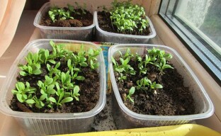 Výsev semien karafiátu: februárový spôsob výsadby sadeníc