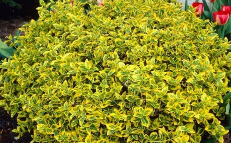 Do you know how to use Fortune's euonymus in landscape design?