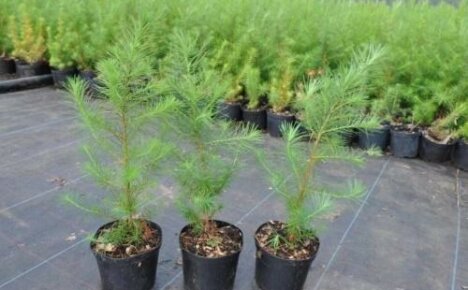 How larch reproduces: two ways to get a new tree