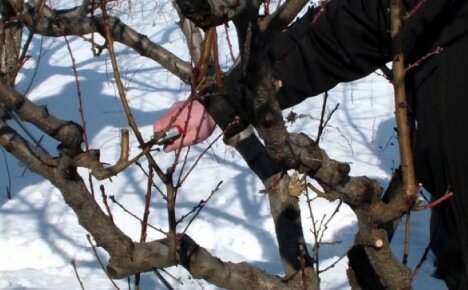 A jövőbeli betakarítás gondozása - az almadarabok betakarítása az oltáshoz tavasszal