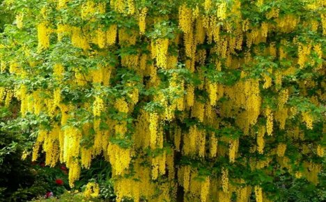 Bobovnik - plantación y cuidado, foto de la lluvia dorada más encantadora