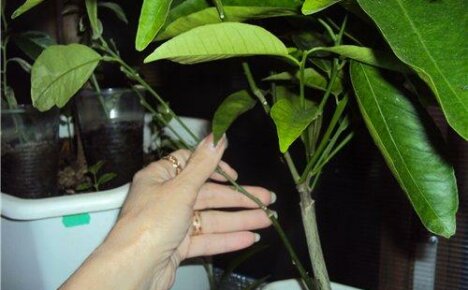 Как да засадите мандарина у дома - условия и методи