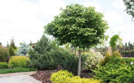 Growing linden on the site - everything gardeners need to know
