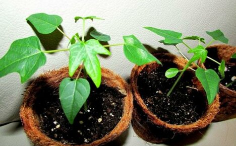 Coltivazione graduale della papaia dai semi a casa: consigli di specialisti esperti