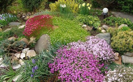 Tobogan alpin cu plante perene în grădina dvs.