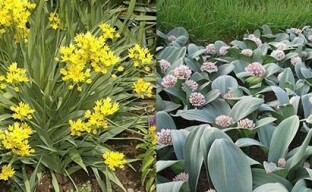 L'arc décoratif Allium crée de véritables effets spéciaux sur le parterre de fleurs