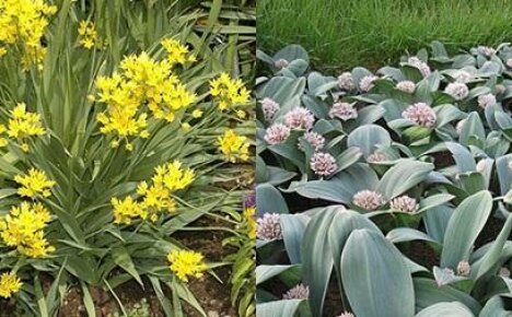 Il fiocco decorativo Allium crea veri e propri effetti speciali sull'aiuola