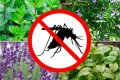 De kommer både att dekorera och skydda - växter som stöter bort myggor i landet