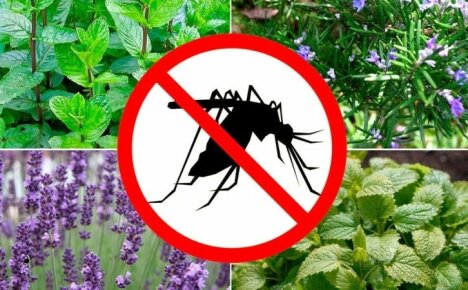 И двамата ще украсяват и защитават - растения, които отблъскват комарите в страната