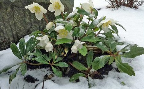 Unpretentious hellebore: planting and caring for a hardy flower