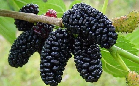 Black mulberry: planting and caring for a tree