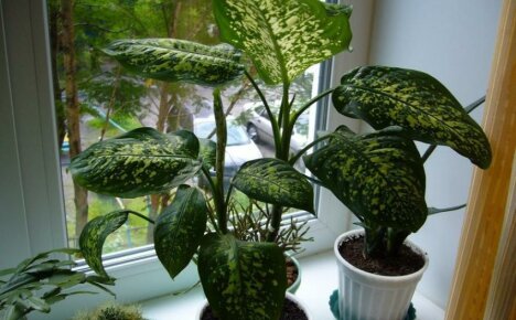 Is it possible to keep Dieffenbachia spotted at home - to believe or not to omens
