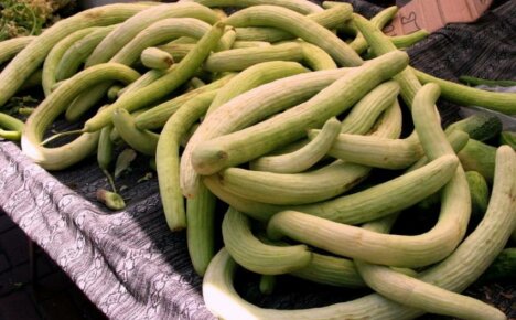 Growing snake melon will surprise even the most experienced gardeners