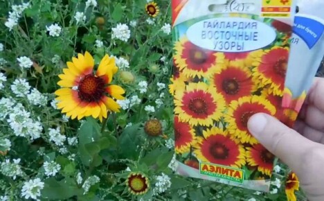 Ako pestovať Gaillardiu zo semien - dve metódy sejby