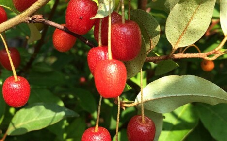 Hva er de gunstige egenskapene til gumi bær og hvordan du bruker dem