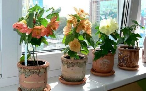 Plantar abutilone corretamente: como escolher o vaso e o solo certos