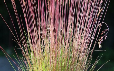 Penyelesaian mudah untuk rumput yang menakjubkan - fescue merah