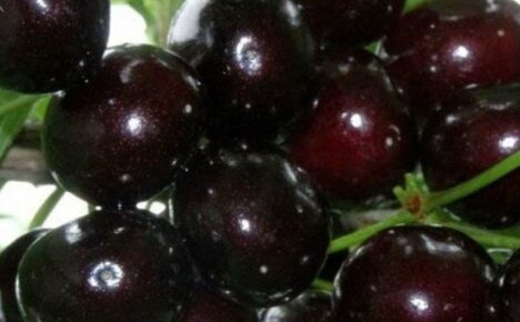 Cherry Duke: description of the culture, varieties, cultivation and care